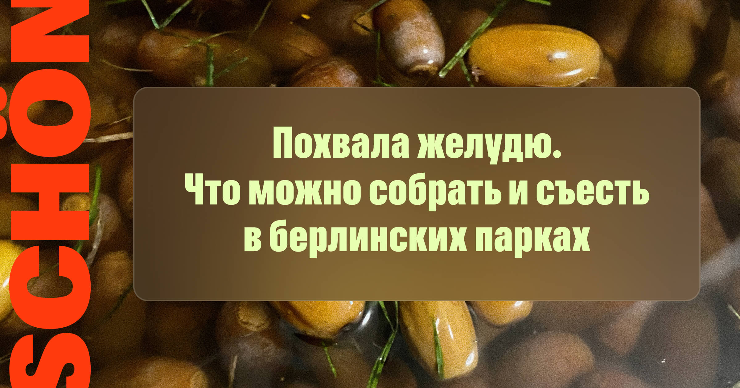 Похвала желудю Что можно собрать и съесть в берлинских парках — Schön