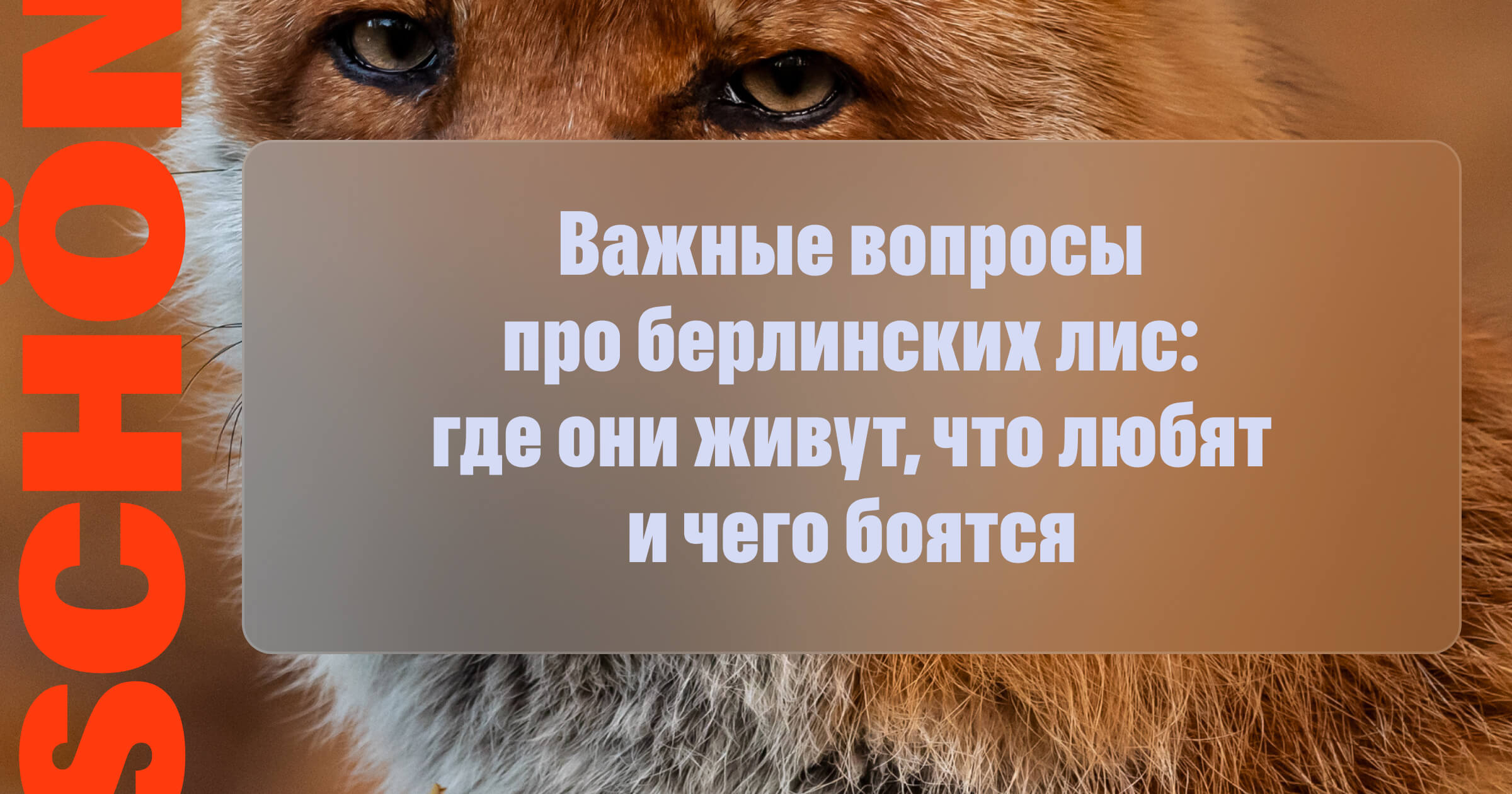 Куда бегут по ночам берлинские лисы Отвечаем на важные вопросы про пушистых  животных, с которыми мы делим город — Schön